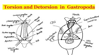 Torsion and Detorsion in Gastropoda [upl. by Vaasta]