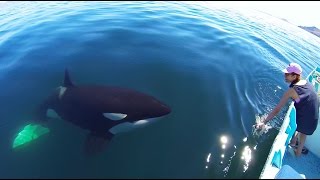 Unique Orca encounter in the Sea of CortezBahia de los Angeles Mexico [upl. by Assirialc813]