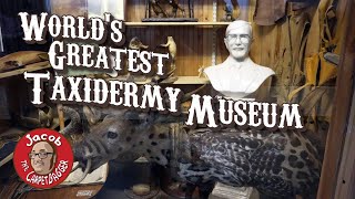 Touchstone Taxidermy Museum  Greatest Taxidermy Museum Ever [upl. by Lauritz728]