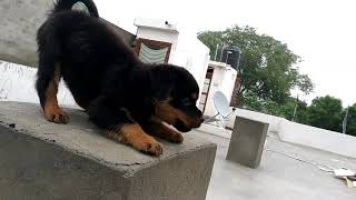 Rottweiler puppy barking and fall down [upl. by Wie]