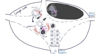 Brandls Basics B cell activation maturation and differentiation [upl. by Nomahs461]