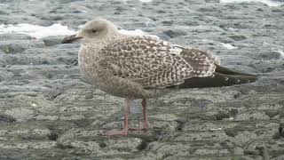 Herring Gull Larus argentatus Maasvlakte ZH the Netherlands 22 Nov 2024 92 [upl. by Nauwtna155]