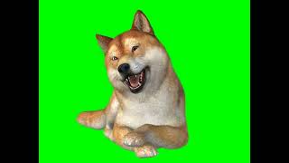 Shiba Inu 3D green screen footage [upl. by Maillil]