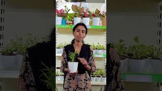 Offer 😍 130 Only 😍 Chamaedorea Elegans Plant  Pot indoorsplants gardening newvideo shorts [upl. by Cohby]