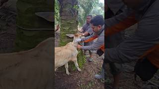 ANTI PARASIT parasite drug injection in calves animals shorts [upl. by Tak]