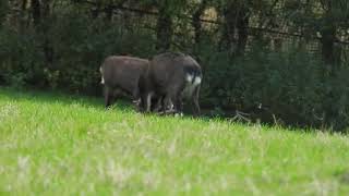 Sika stags rutting Bowland Lancashire September 24th 2024 [upl. by Harbed]