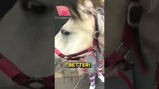 Rescue Horse Trooper Cant Take a Saddle  Gets Great Chiropractic Adjustment [upl. by Eniluqaj]