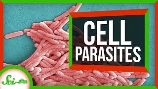 6 Parasites That Live INSIDE Cells [upl. by Reniti]