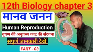 12th Biology ch  3  नर जनन तंत्र मेल Reproductive system  Human Reproduction in Hindi  PART 03 [upl. by Jecho]