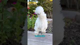 Silkie chickens are not found in the wild 🐔 shorts shortvideo chicken [upl. by Yelram248]