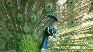 Indian Peafowl Pavo cristatus Peacock Common Peafowl or the Blue Peafowl  Blauer Pfauenhahn 2 [upl. by Ahsiekit353]