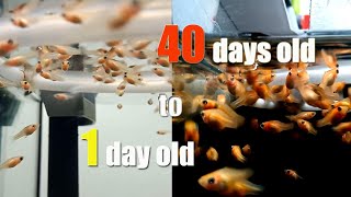 HOW I FEED BABIES MOLLY BALLOON FISH from day 1 to day 40 [upl. by Violetta]