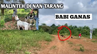 BARASIAH MALINTEH DI NAN TARANG BABURU BABI PALIANG SERO [upl. by Arbe586]