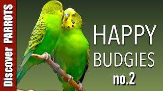 Happy Budgies 2  Budgerigar Sounds to Play for Your Parakeets  Discover PARROTS [upl. by Salaidh]