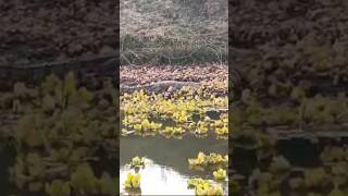 Chambal Gharial Century is situated in Pali Ghat many tourists visit this place ranthambore view [upl. by Abelard]