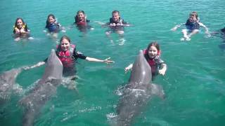 Swimming with Dolphins Nassau Bahamas [upl. by Hirza592]