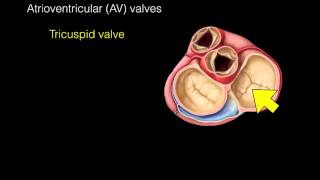 Heart Valves [upl. by Kelda]