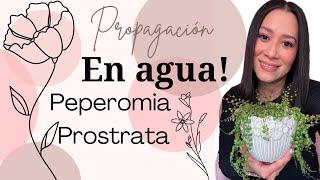 Propagación en agua 💧  Peperomia Prostrata 🐢🐢 [upl. by Canica]