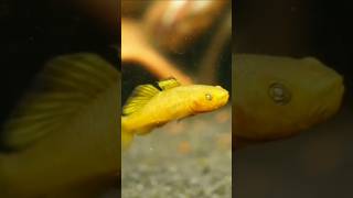 5 Type of goby fish 🐠💥 Tamil gobyfish aquarium shorts youtubeshorts ytshort shortsfeed tamil [upl. by Aynik345]