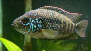 Jack Dempsey Cichlid female [upl. by Oirevas309]