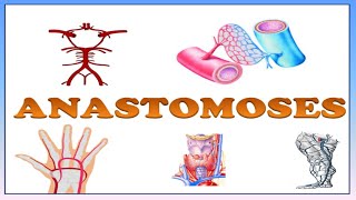 ANASTOMOSES  DEFINITION TYPES AND THEIR EXAMPLES  ARTERIAL  VENOUS ARTERIOVENOUS ANASTOMOSIS [upl. by Sharon]