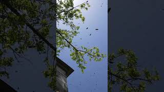 Japanese Honeybees Swarm and Gather on Tree [upl. by Namso]