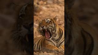 Wild tiger roarwildlife tiger tigervideo tigerhunting wildanimals [upl. by Kesia]