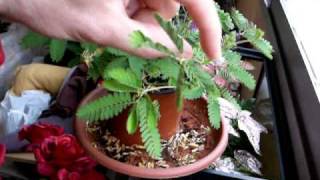 Mimosa Sensitiva la planta que se mueve [upl. by Ariday]