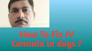 How to fix IV Cannula in dogs [upl. by Derfnam]