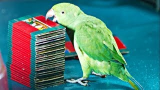 Parrot Picks Tarot Card Kili Josiyam in Madurai India [upl. by Goines691]