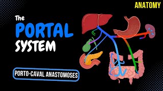 Portal Venous System EASY Scheme  Anatomy [upl. by Bilbe]