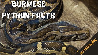 These Burmese Python Facts will Surprise You [upl. by Idalia]