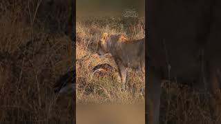 Lioness Steals Pythons Prey in SHOCKING Twist [upl. by Tiram417]