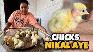 Murgiyon ke bache nikal aye  Eggs incubator  Pakistan Ostrich Farm Brand [upl. by Maribelle821]