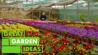 How to Grow and Care for Polyanthus  GARDEN  Great Home Ideas [upl. by Lauryn]