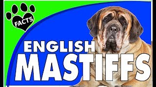 Top 10 Fun Facts About the English Mastiff Dogs 101 [upl. by Adnahc]