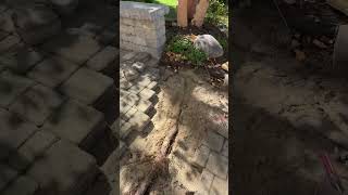 Huge roots under brick paver patio paverrepair paverrestoration paverpatio [upl. by Aiselad]