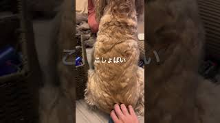 こしょばい犬 アメリカンコッカースパニエル dog 犬 [upl. by Akinal828]