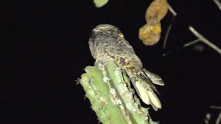 Buffcollared Nightjar and its Call [upl. by Ymaj29]