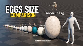 Eggs Size Comparison  2024 [upl. by Hilliary]