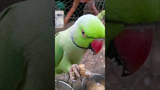 INDIAN RINGNECK PARROT 🦜😍 parrot birds mittoo talkingparot parrottalking [upl. by Adnalro]