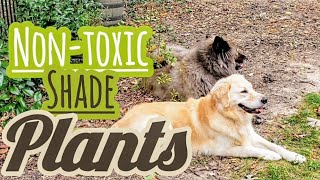 Dogfriendly Shadetolerant Garden Plants  Backyard Redo After Tree Removal [upl. by Fleur]