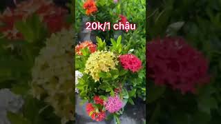 Chỉ 20k  Mẫu Đơn Ngũ Sắc Thái [upl. by Yelnet]