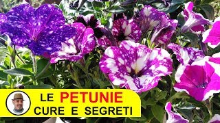 PETUNIE e SURFINIE MERAVIGLIOSE CURE E SEGRETI [upl. by Winni]