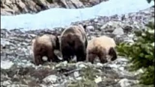 The GRIZZLIES of glaciernationalpark montana 26 Bears Filmed [upl. by Adnilav]