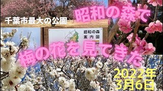 【千葉県観光】昭和の森梅林2022年3月 [upl. by Kampmann]