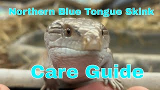 Everything You Need To Know About Caring For A Northern Blue Tongue Skink [upl. by Akilaz]