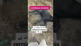 Verminous toxemia in calf  Dr sajid [upl. by Aronle]