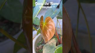 🍁🍁 GUESS THE NAME OF THIS PLANT   PLANT  FLOWER  shorts shortsvideo short shortvideo [upl. by Farrica]