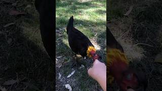 Ouch pecked by a brush Turkey hurt a lil not as much as expected [upl. by Cassella392]